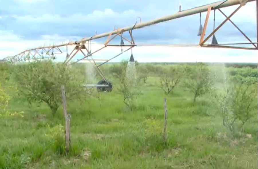 Agrotóxicos estariam sendo utilizados de maneira irregular