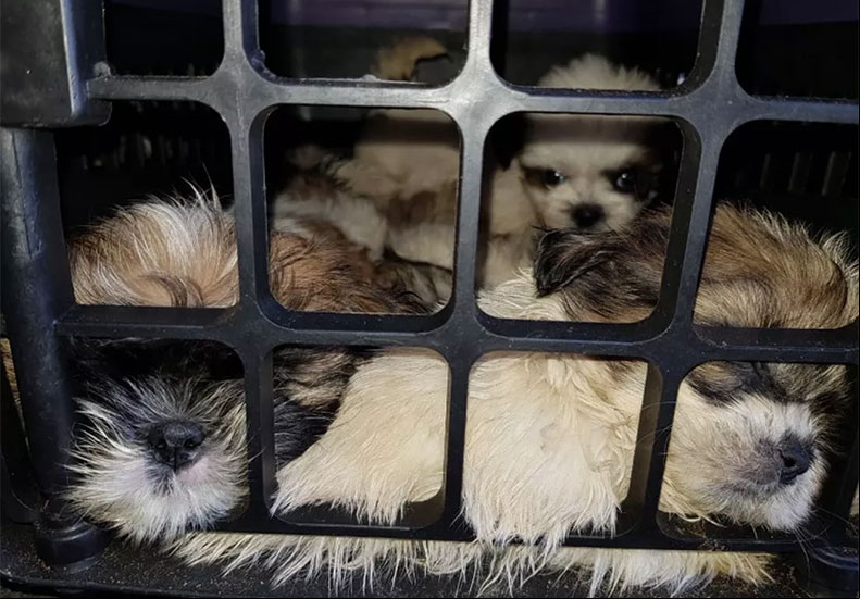 Cachorros resgatados